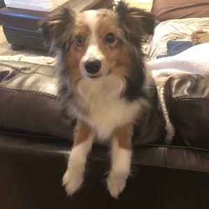 Meet your Posher, Amber